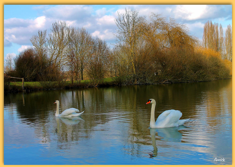 2 beaux cygnes blancs de l'étang