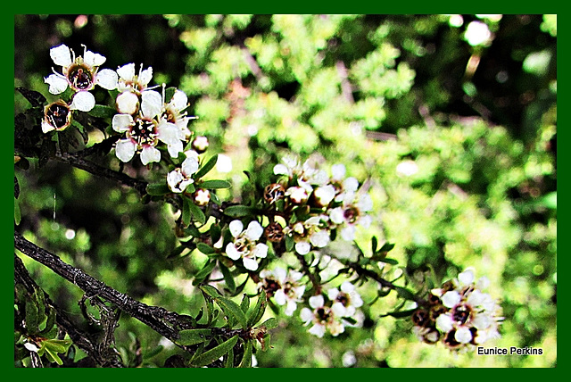 White floral bush