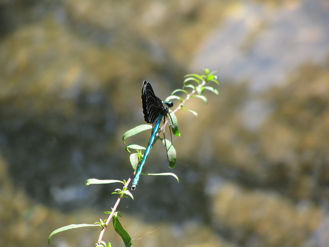 Libelle