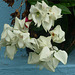 Flores blancas ticas 1