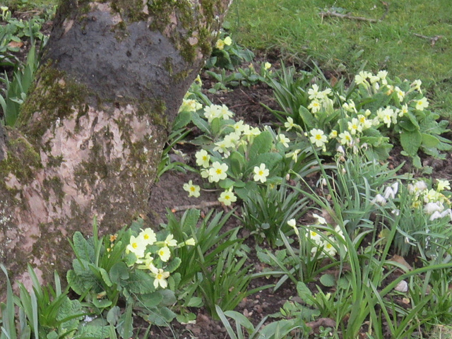 Lovely primroses, snowdrops all surround an old apple tree