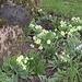 Lovely primroses, snowdrops all surround an old apple tree