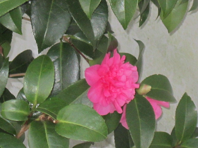 The camellias come out