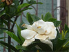 Flor blanca tica 5