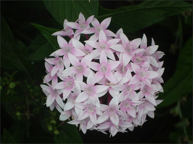 Flores blancas en esfera