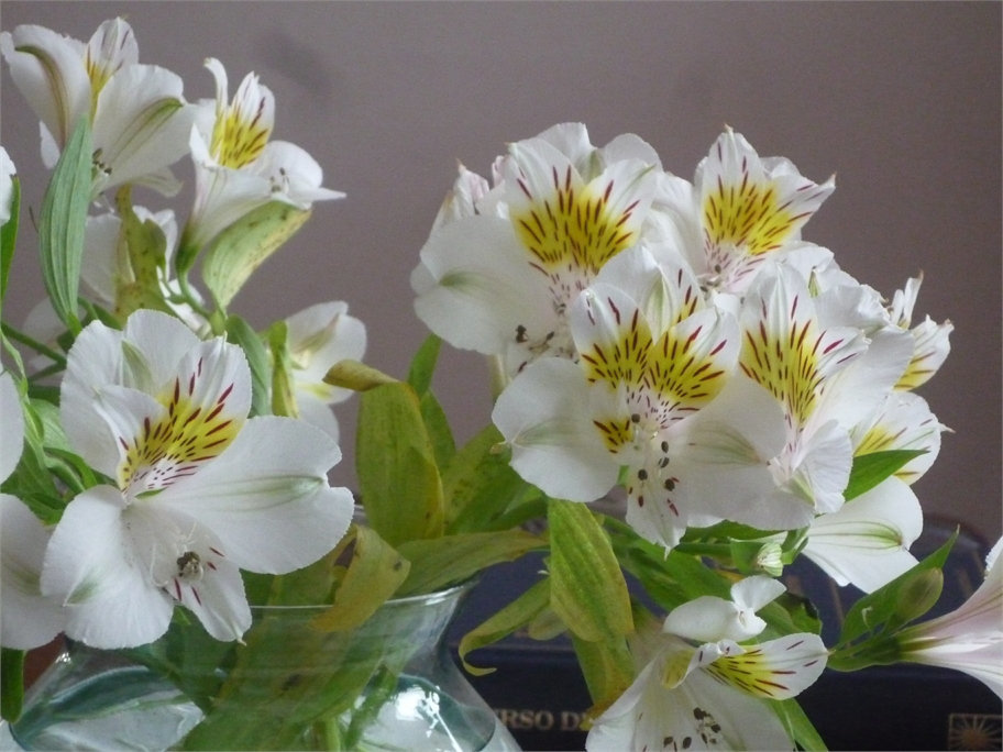 Otras flores blancas chilenas