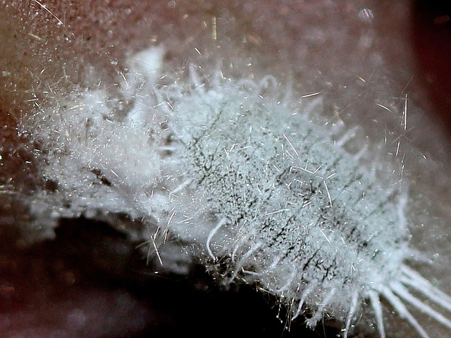 Pseudococcus viburni-Cochenille farineuse