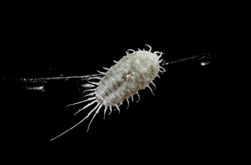 Pseudococcus viburni-Cochenille farineuse (6)