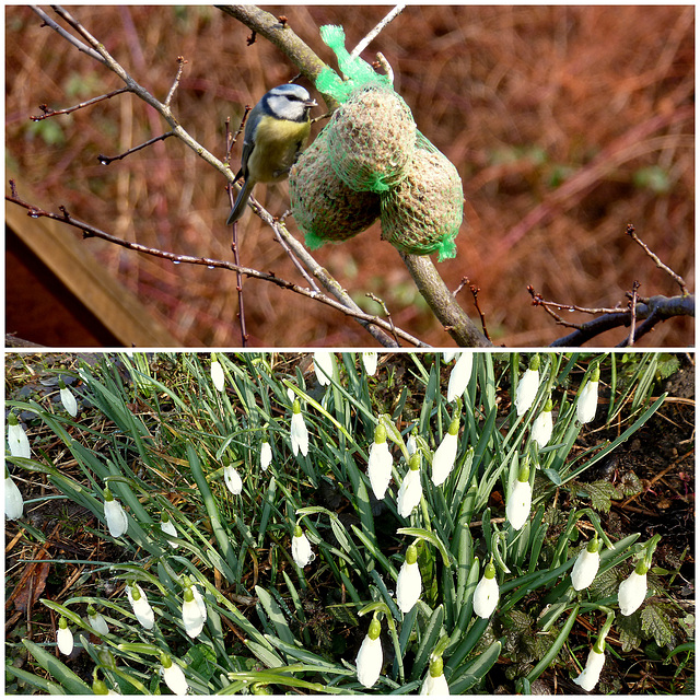 Der Frühling kommt bald - la printempo baldaŭ alvenos