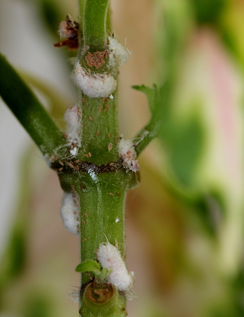 Pseudococcus viburni-Cochenille farineuse (5)