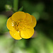 Ranunculus sp