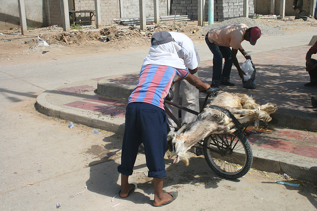 A Goat Transported by Bike