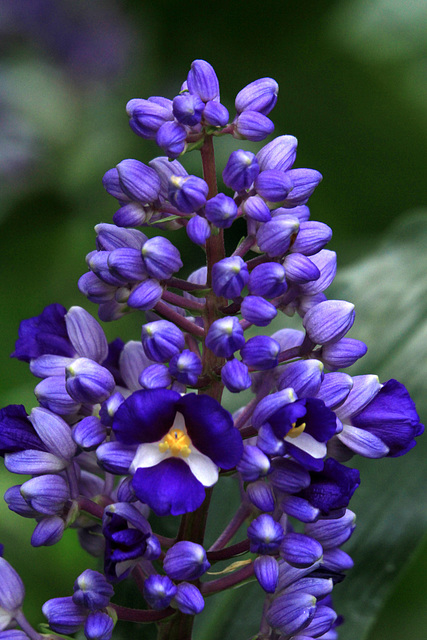 Flowers from Gaiser - Blue Ginger