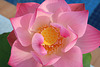 Pink lotus