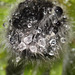 Hairy raindrops