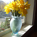 Daffs in the Sun