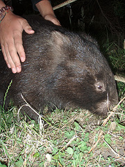 wombat grope