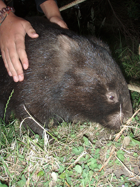 wombat grope