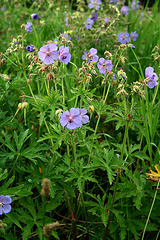 Geranium pratense par Karelj