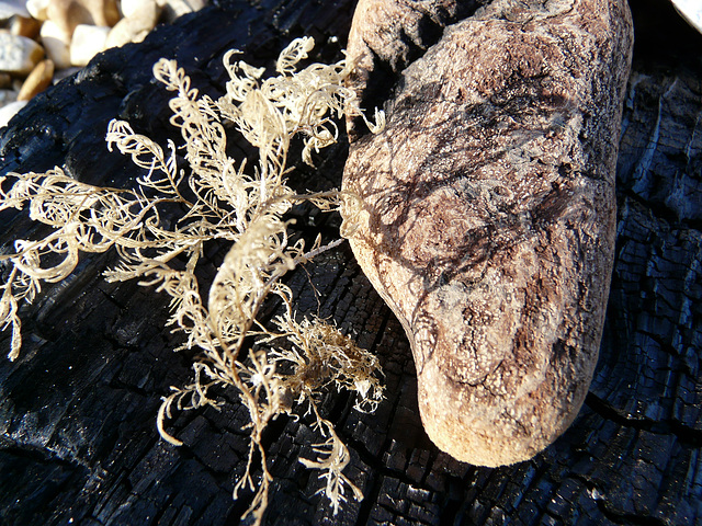 Beach Combing