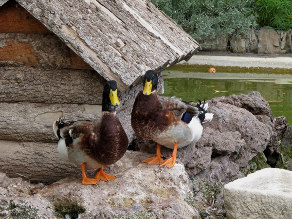 Giant mallards?