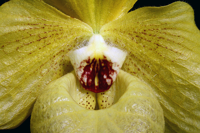 Paphiopedilum Norito Hasegawa