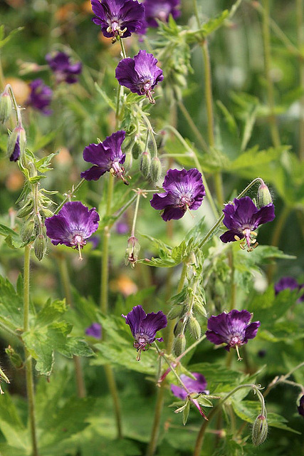 Geranium phaeum