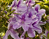 "George Tabor" Azaleas – Brookside Gardens