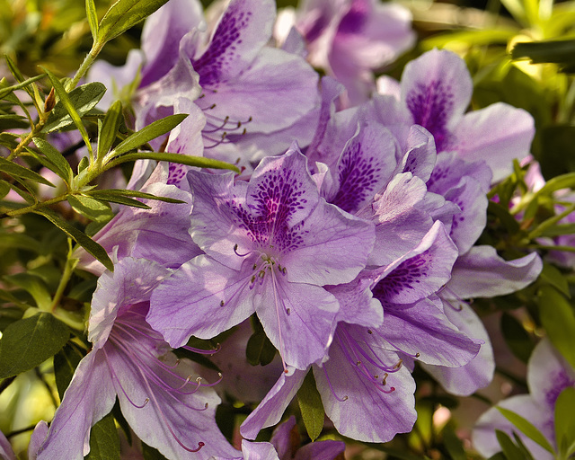 "George Tabor" Azaleas – Brookside Gardens