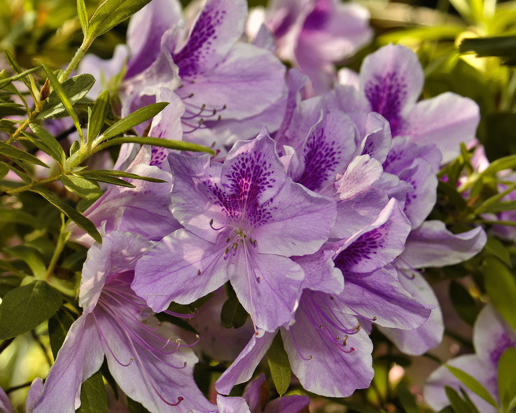 "George Tabor" Azaleas – Brookside Gardens
