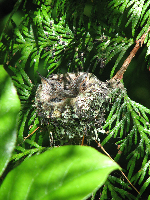 Baby Hummingbirds 2 weeks old