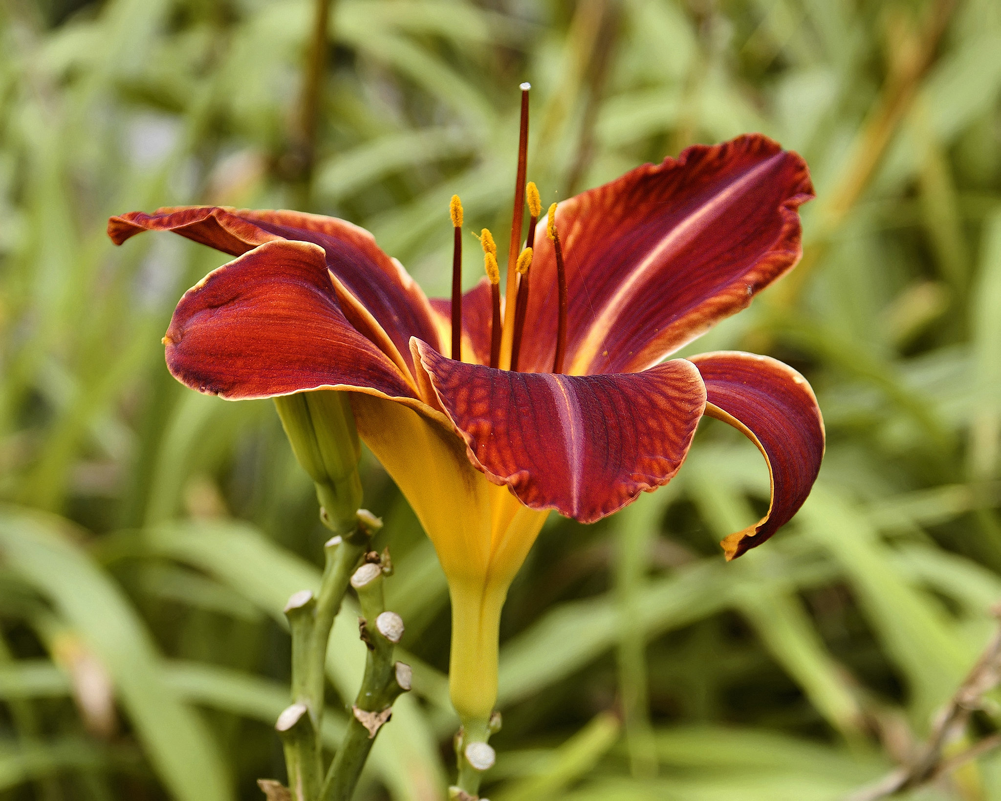 Red Daylily – Flowery Brook Garden, Montréal Botanical Garden