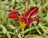Red Daylily – Flowery Brook Garden, Montréal Botanical Garden