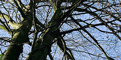 trunk and branches