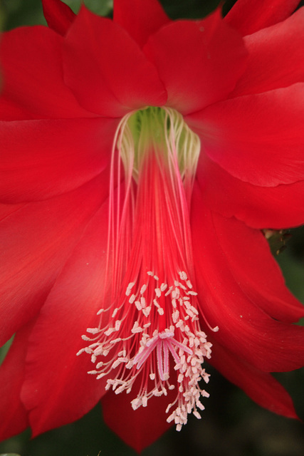 Flowers from Gaiser - Epiphyllum