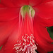 Flowers from Gaiser - Epiphyllum