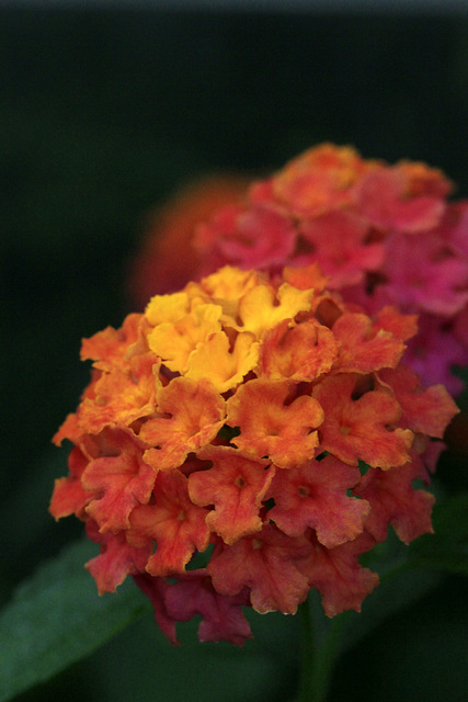 Flowers from Gaiser - Lantana