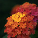 Flowers from Gaiser - Lantana