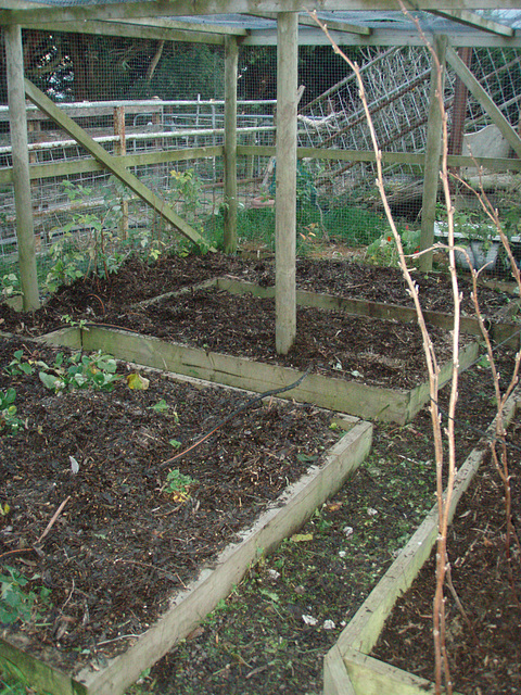 berry patch clelared up