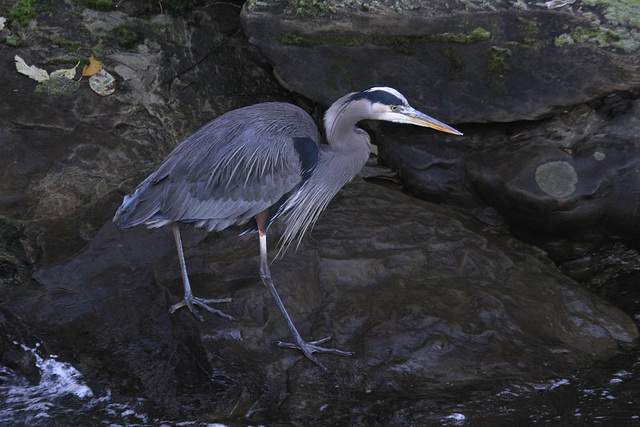 Great Blue Heron