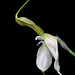 Masdevallia dalessandroi