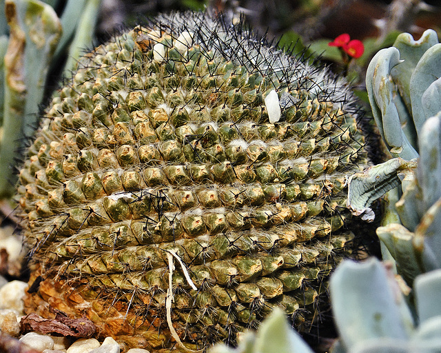 Crown of Thorns Cactus – Brookside Gardens