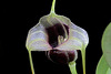 Masdevallia eurynogaster