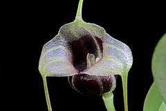 Masdevallia eurynogaster