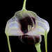 Masdevallia eurynogaster