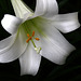 Flowers from Gaiser - Easter Lily