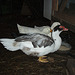 Malcolm the Muscovy
