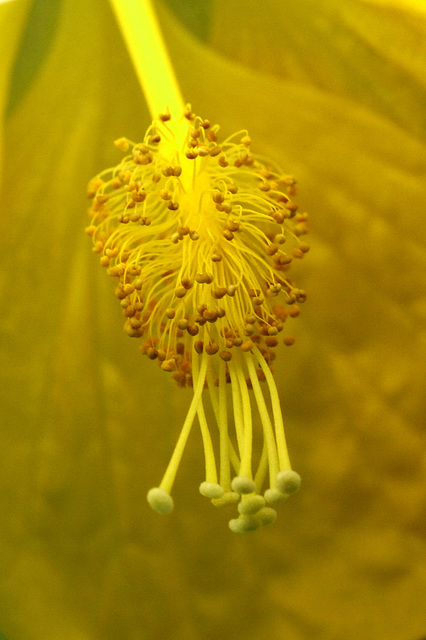 Flowers from Gaiser - Hibiscus Detail