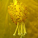 Flowers from Gaiser - Hibiscus Detail