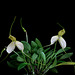 Masdevallia dalessandroi